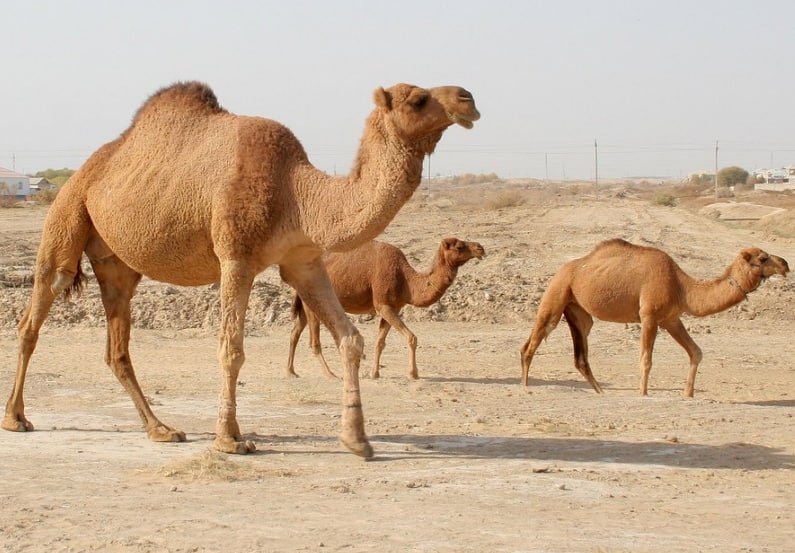 a99b0f18ff41df7a9cd4b66411b86faf0701