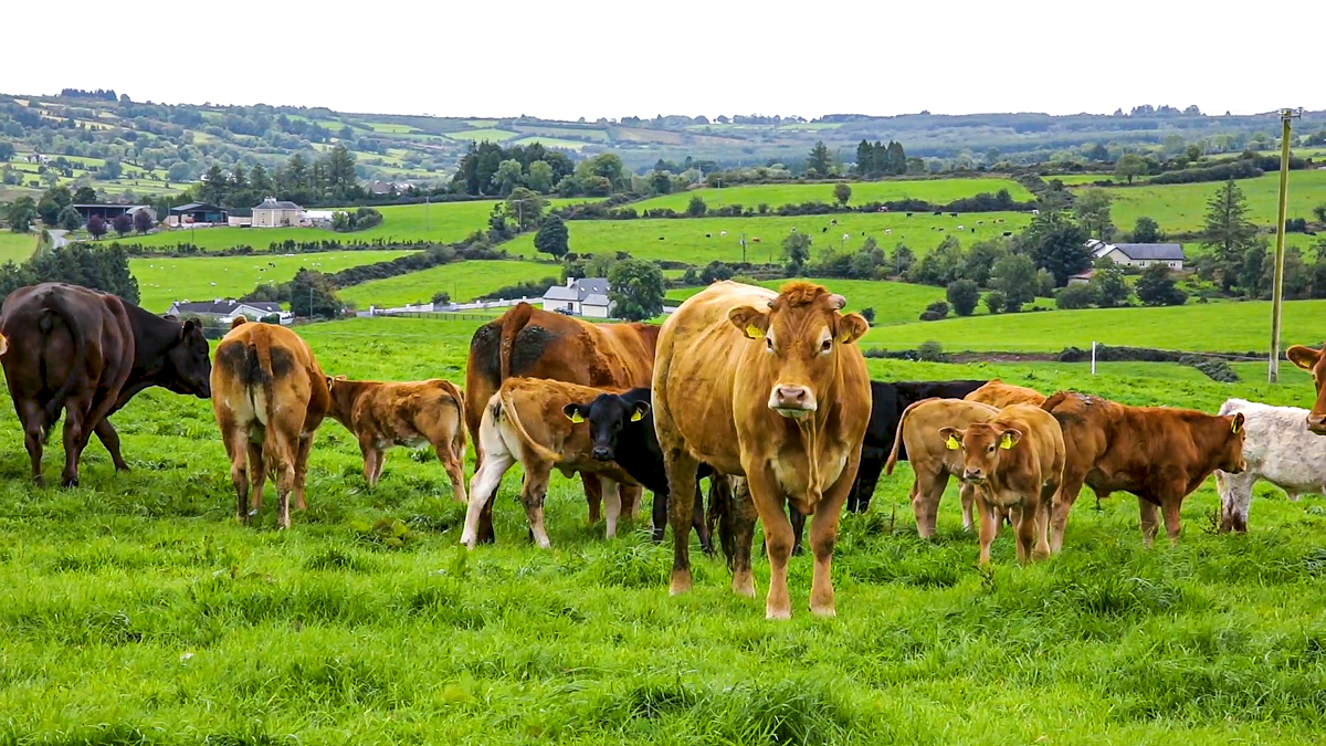 fs3e5-15_50_22-cattle-beef-field-hills-agriland20