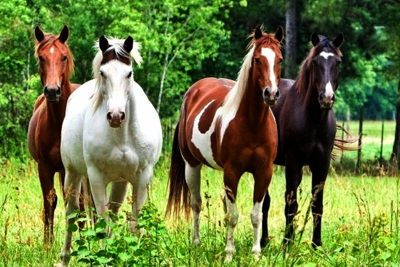 28_08_2024-otlar-bosh-soni